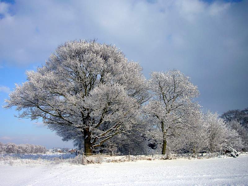Thomas O'brien - Hoar Frost.jpg